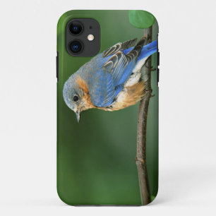 Coque iPhone 11 Bleuet de l'Est femelle, Sialia sialis