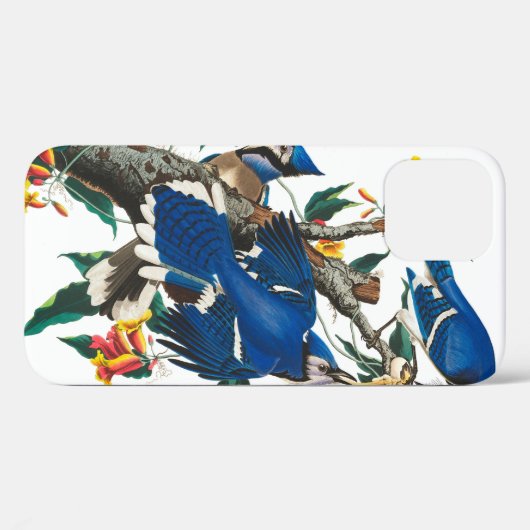 Coques Case-Mate iPhone Blue Jay par John James Audubon (Verso (horizontal))