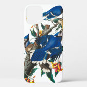 Coques Case-Mate iPhone Blue Jay par John James Audubon (Verso)
