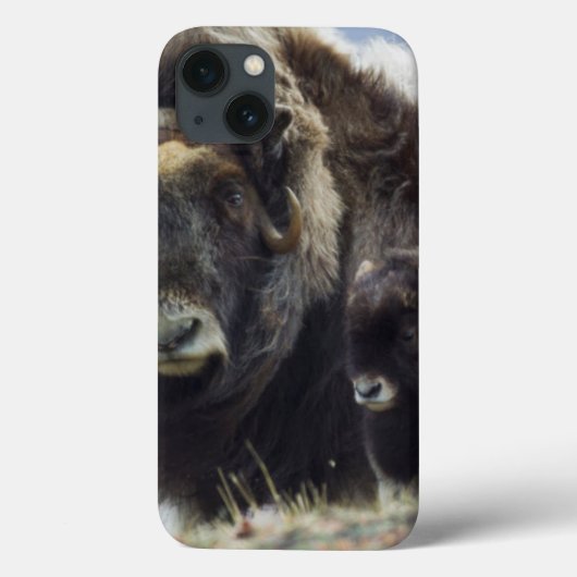 Coques Case-Mate iPhone Boeuf musqué avec veau (Verso)