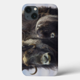 iPhone 13 Case Boeuf musqué avec veau