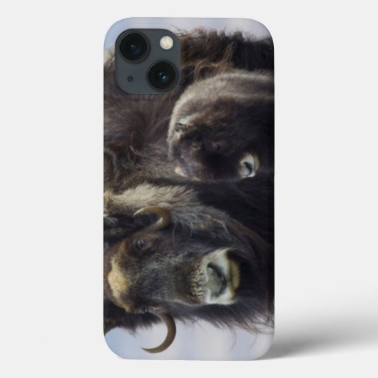 Coques Case-Mate iPhone Boeuf musqué avec veau (Verso)