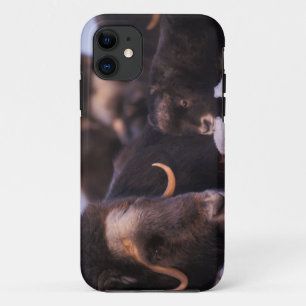 Coques Pour iPhone bœuf musqué, Ovibos moschatus, vache avec nouveau-