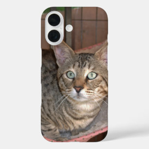 Coques iPhone 16 Boîtier de téléphone de chat Savannah