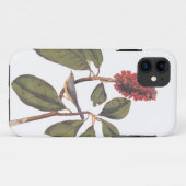Coques Case-Mate iPhone Bonaparte Moucherolle Canada Paruline Audubon Oise (Dos (Horizontal))
