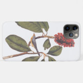 Coques Case-Mate iPhone Bonaparte Moucherolle Canada Paruline Audubon Oise (Dos (Horizontal))