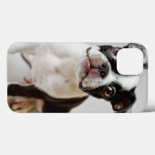 Coques Case-Mate iPhone Boston Terrier (Verso (horizontal))