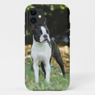 Coque iPhone 11 Boston terrier