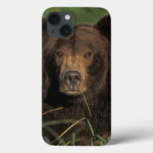 iPhone 13 Case brown bear, Ursus arctos, grizzly bear, Ursus 9