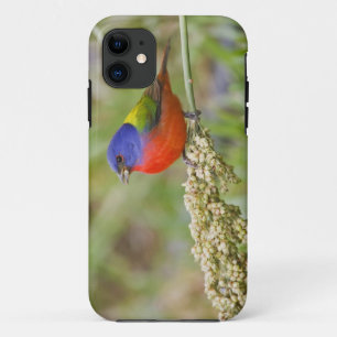 Coques Pour iPhone Bruant à tête noire (Passerina ciris) mâle en trai