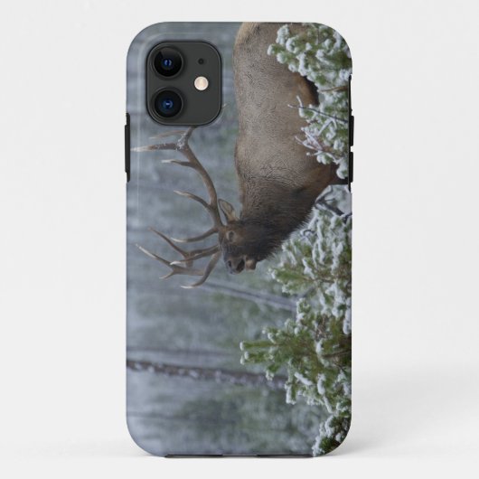 Coques Case-Mate iPhone Bull Elk dans l'appel de neige, bourdonnement, Yel (Dos)