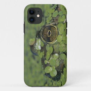 Etui iPhone Case-Mate Bullfrog, Rana catesbeiana, adult in duckweed