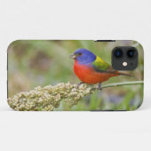 Coques Case-Mate iPhone Bunting peint (ciris passeriens) alimentation mâle (Dos (Horizontal))