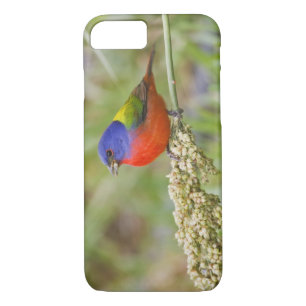 Coque iPhone 7 Bunting peint (ciris passeriens) alimentation mâle