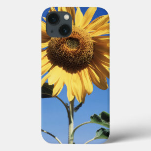 iPhone 13 Case Californie, Un Tournesol Mammouth (Helianthus) 3