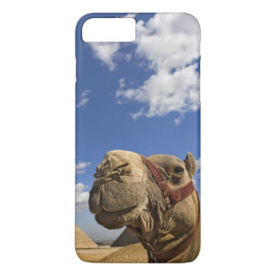 Coque iPhone 8 Plus/7 Plus Camel devant les pyramides de Gizeh, Egypte,
