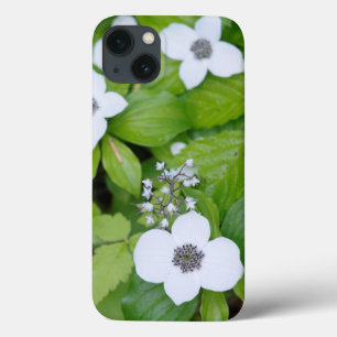 iPhone 13 Coque Canada, Colombie-Britannique. Cornouiller nain
