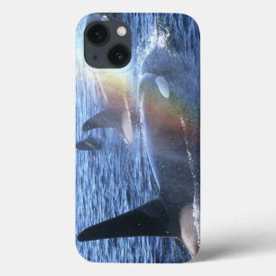 iPhone 13 Coque Canada, Colombie-Britannique, Johnstone Straight,