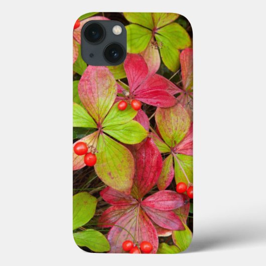 Coques Case-Mate iPhone Canada, Colombie-Britannique, Mont Robson (Verso)