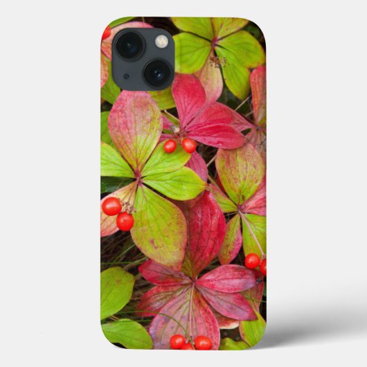 Coques Case-Mate iPhone Canada, Colombie-Britannique, Mont Robson (Verso)