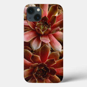 iPhone 13 Case Canada, . Plante grasse