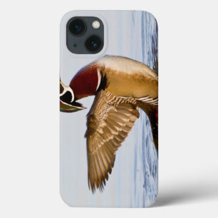 Coques Pour iPhone Canard branchu mâle battant des ailes dans une zon