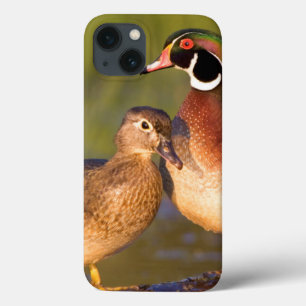 Etui iPhone 13 Canards branchards et femelle sur une bûche dans u