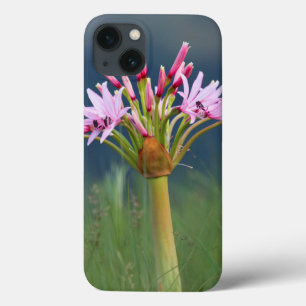 iPhone 13 Case Candelabra Flower (Brunsvigia Radulosa), Umgeni
