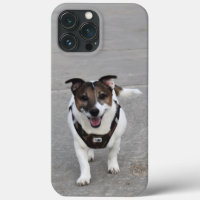 Capo von Oppenheim, Jack Russell Terrier Chien