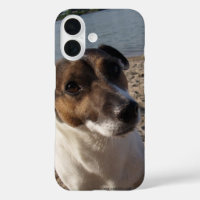 Capo von Oppenheim Jack Russell Terrier, Chien