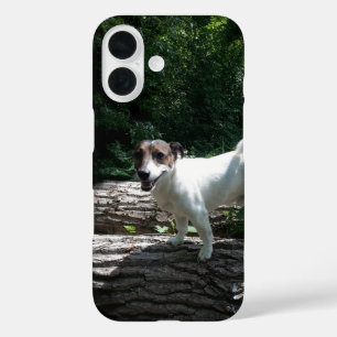 Coques iPhone 16 Capo von Oppenheim Jack Russell Terrier, Chien