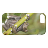 Coques Case-Mate iPhone Captive Tapichalaca Grenouille Hyloscirtus (Dos (Horizontal))