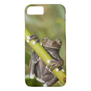 Coque Case-Mate Pour iPhone Captive Tapichalaca Grenouille Hyloscirtus