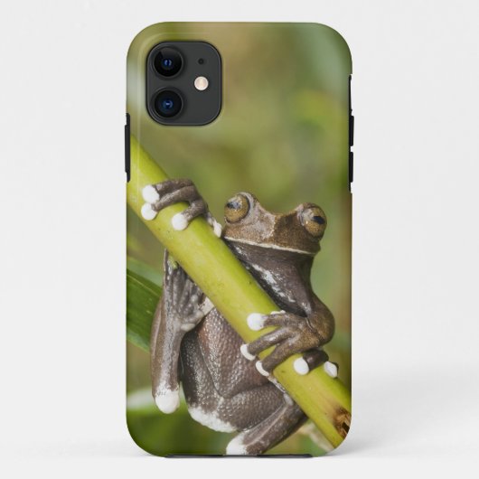 Coques Case-Mate iPhone Captive Tapichalaca Grenouille Hyloscirtus (Dos)