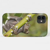 Coques Case-Mate iPhone Captive Tapichalaca Grenouille Hyloscirtus (Dos (Horizontal))