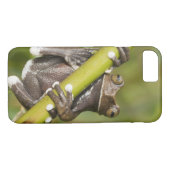 Coques Case-Mate iPhone Captive Tapichalaca Grenouille Hyloscirtus (Dos (Horizontal))