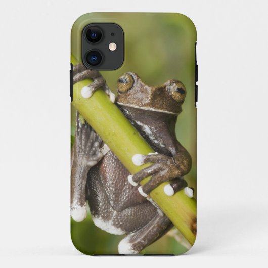 Coques Case-Mate iPhone Captive Tapichalaca Grenouille Hyloscirtus (Dos)