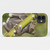 Coques Case-Mate iPhone Captive Tapichalaca Grenouille Hyloscirtus (Dos (Horizontal))