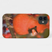 Coques Case-Mate iPhone Cardinal rouge dans l'Winterberry commun (Dos (Horizontal))