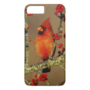 Coque Case-Mate Pour iPhone Cardinal rouge mâle perché, IL