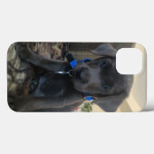 Coques Case-Mate iPhone cas de Labrador de charbon de bois (Verso (horizontal))
