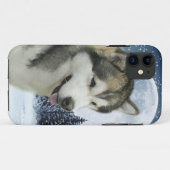 Coques Case-Mate iPhone Cas de l'iPhone 6 de Malamute (Dos (Horizontal))