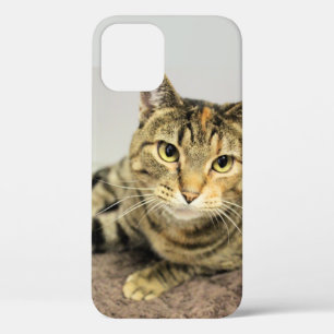 Case-Mate iPhone Case Cat