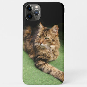 Coques Pour iPhone Cat