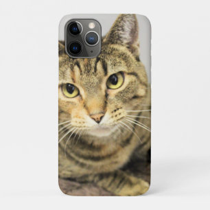 Case-Mate iPhone Case Cat