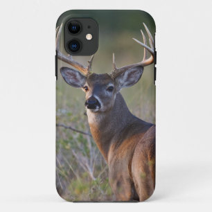 Coque iPhone 11 cerf de Virginie Odocoileus virginianus