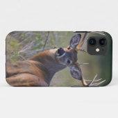 Coques Case-Mate iPhone cerf de Virginie Odocoileus virginianus (Dos (Horizontal))