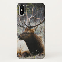 Cerfs communs