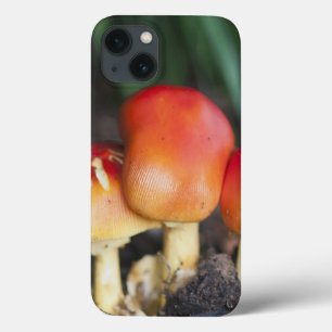 Etui iPhone 13 champignon de la famille Amanita