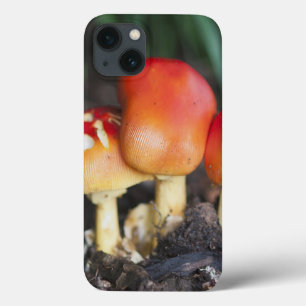 iPhone 13 Coque champignon de la famille des Amanita